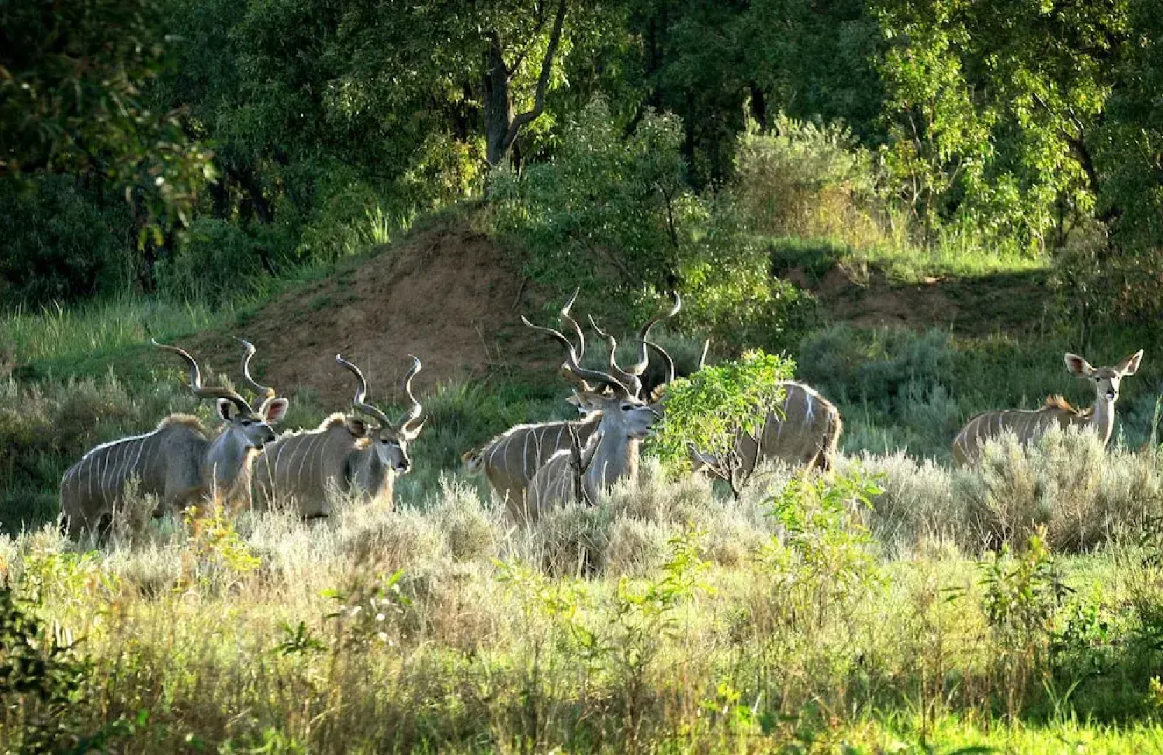 Woodlands Game Lodge