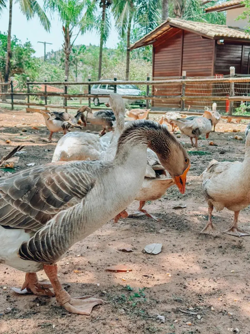 Village dos Pássaros