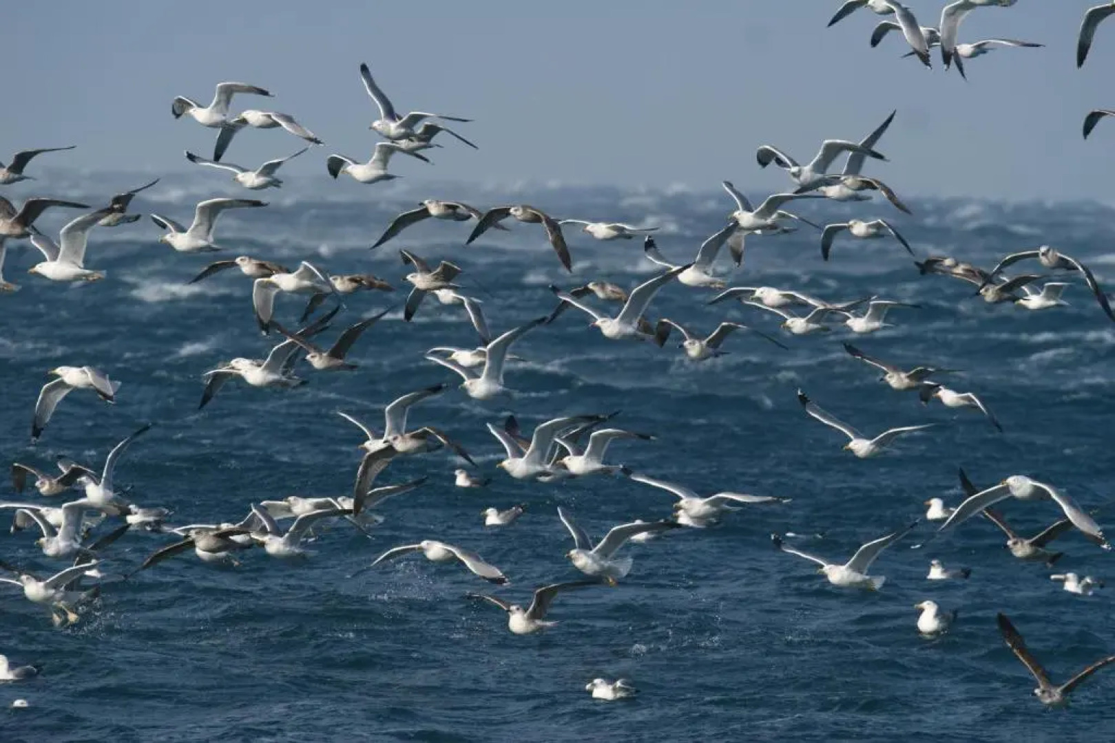 Villa Arca Adriatica