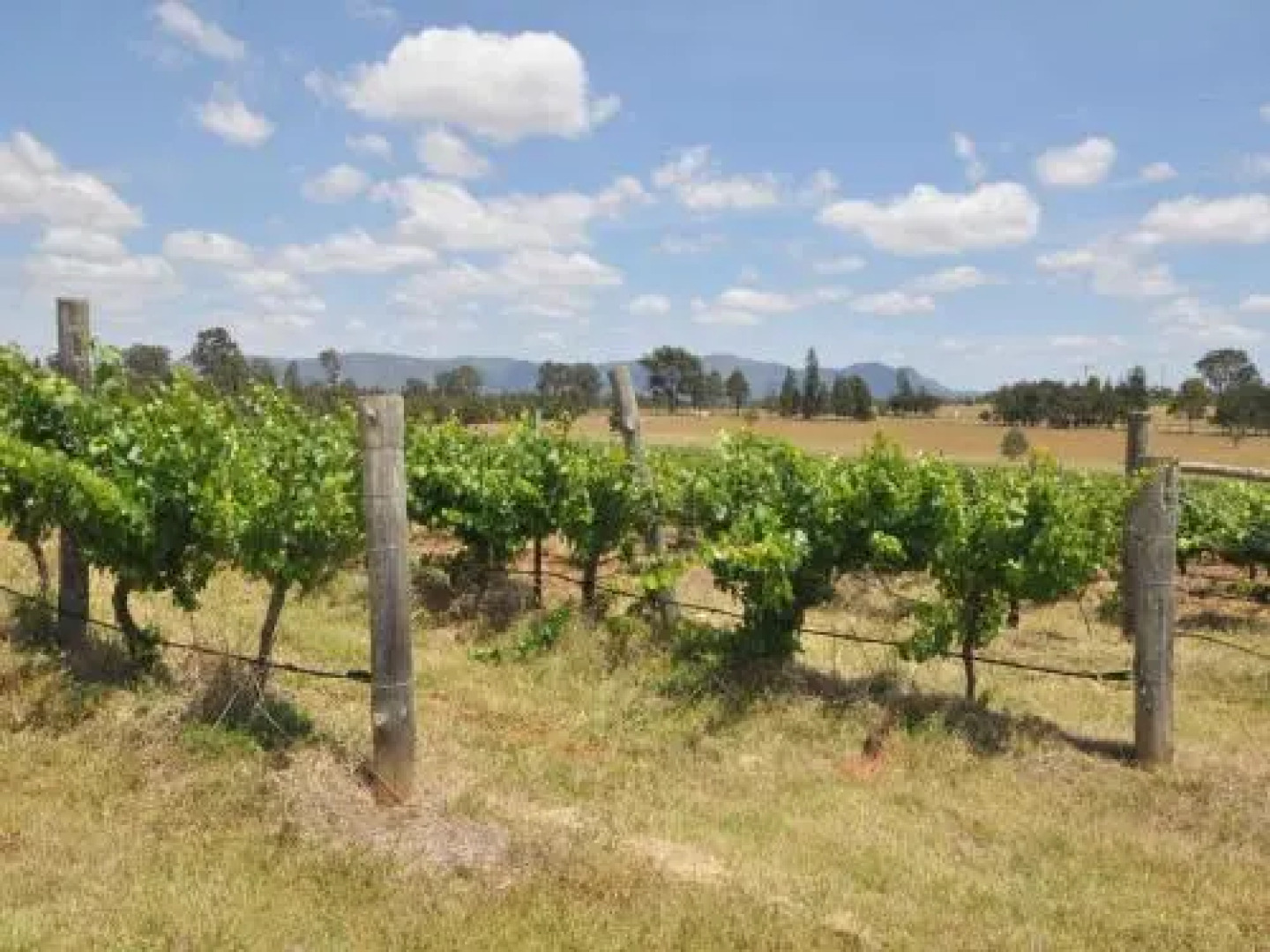 Beggars Bridge Vineyard Homestead w/ pool + wifi + tennis + vineyard