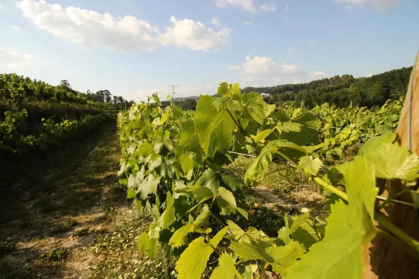 Quinta d'Areda Wine&Pool Experience