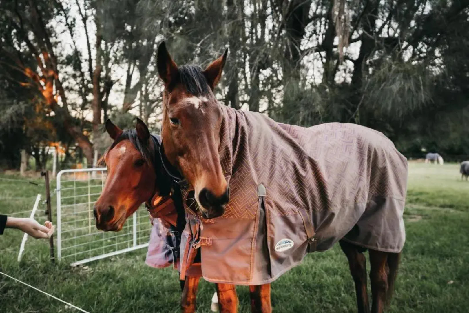 True Colours Tiny House