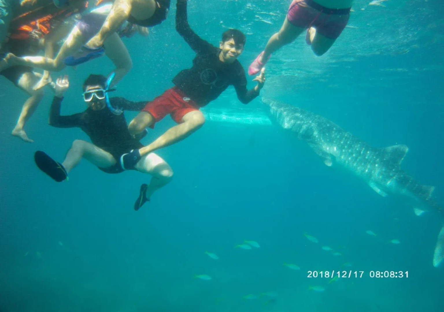 Sascha’s Resort Oslob