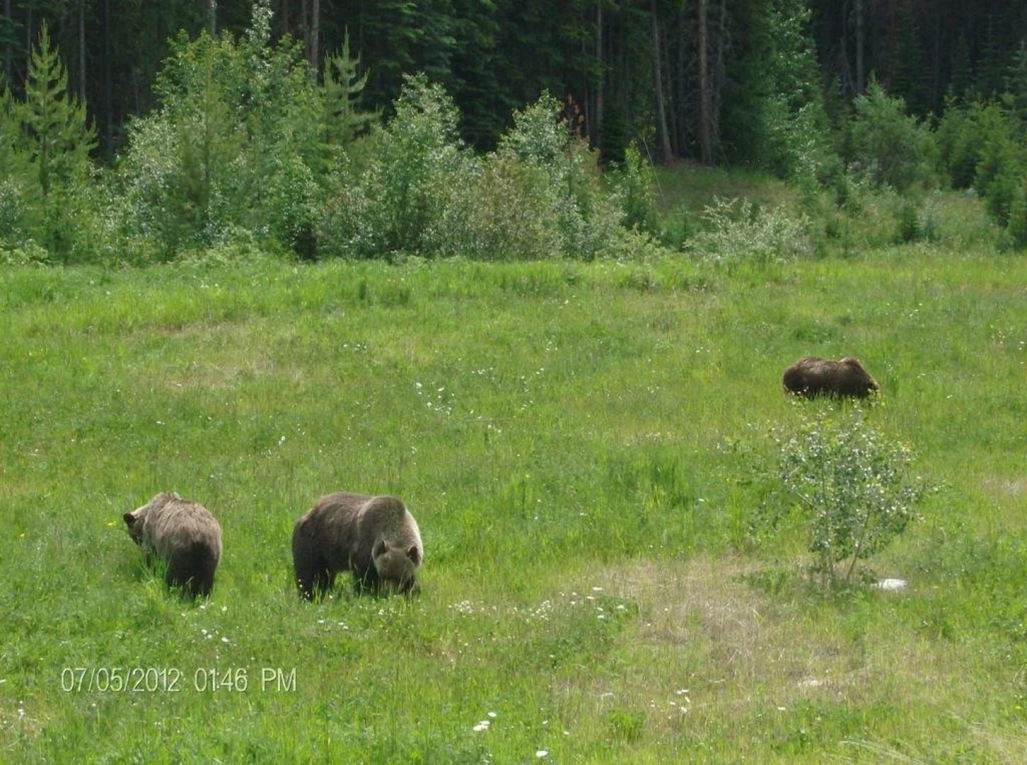 TimberWolf Lodge B&B
