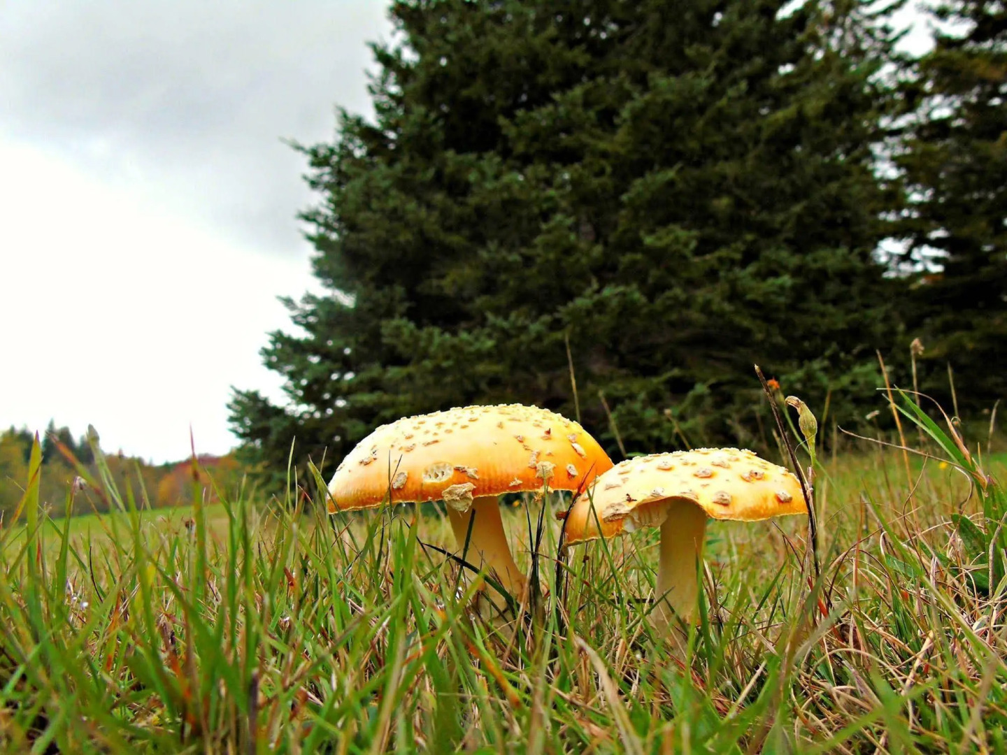 Cajun Cedar Log Cottages