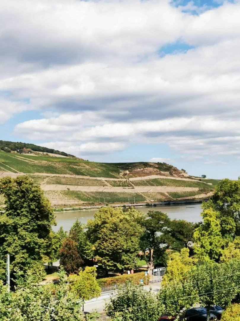 Rheinufer am Hindenburgpark