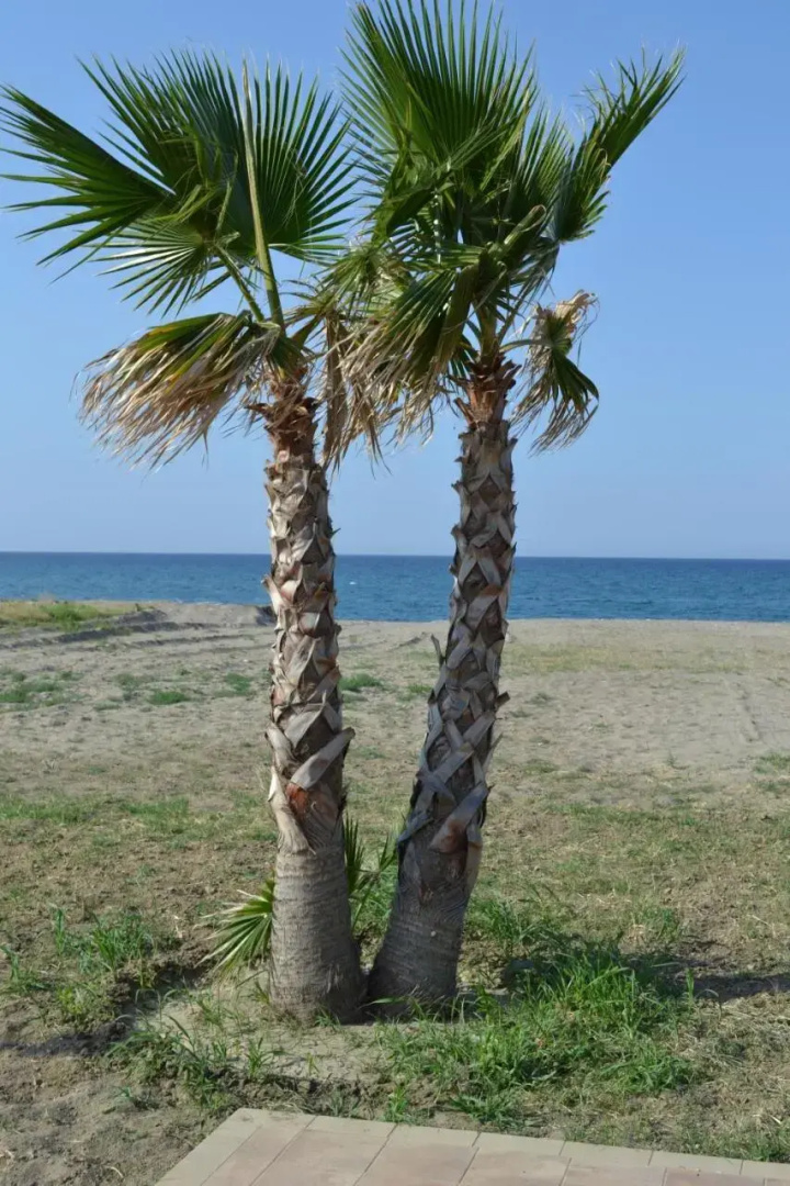 Green House Beach
