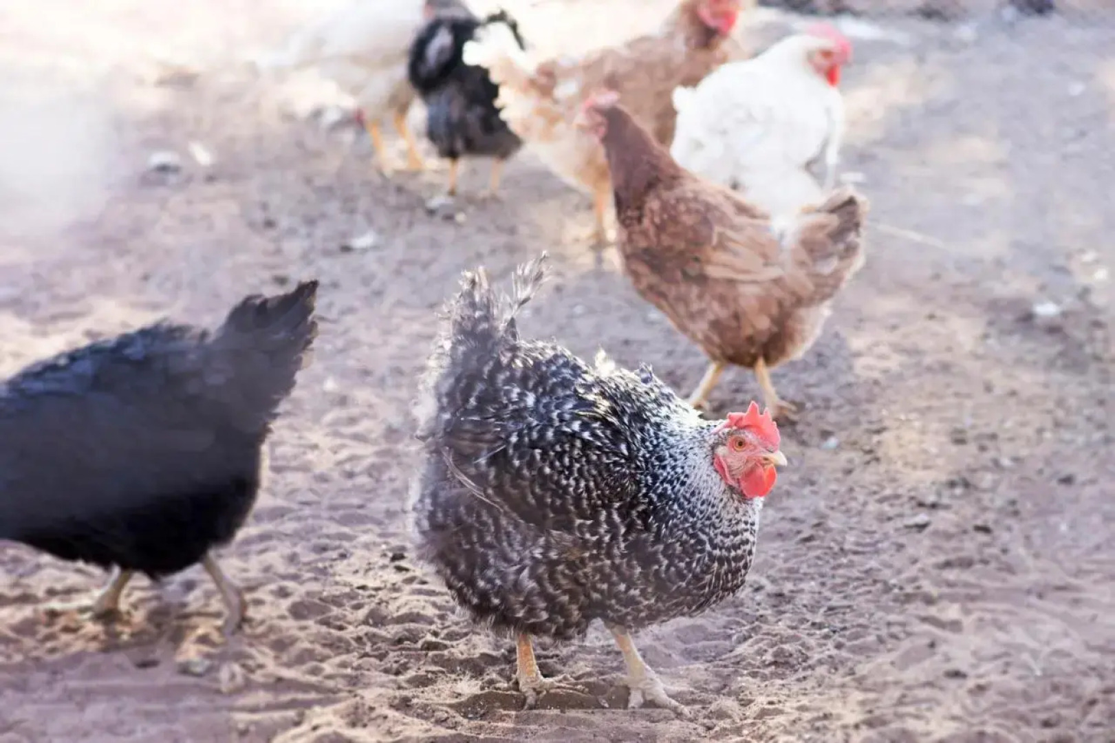 Dornhuegel Guest Farm