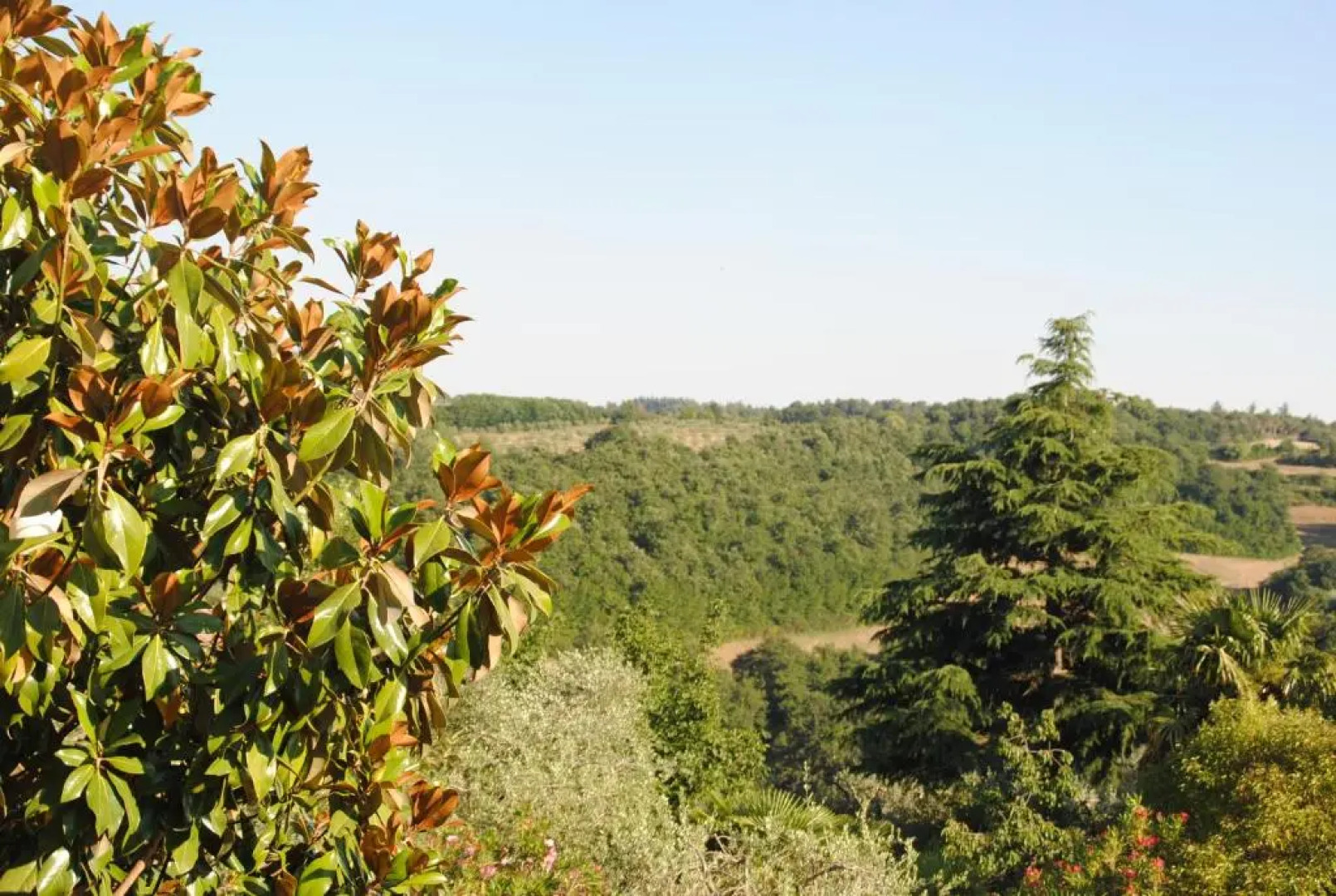 Il gelsomino del Perugino