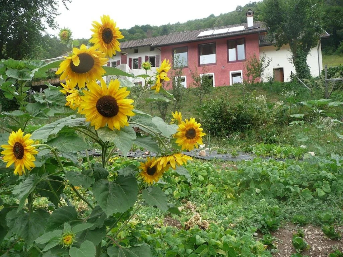 i boschi del castagno