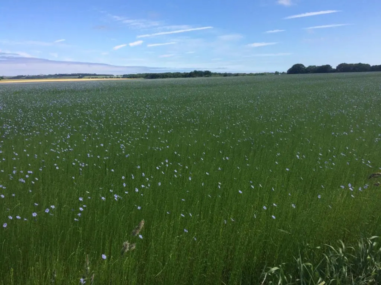 Chambre d'hôte El Dorado
