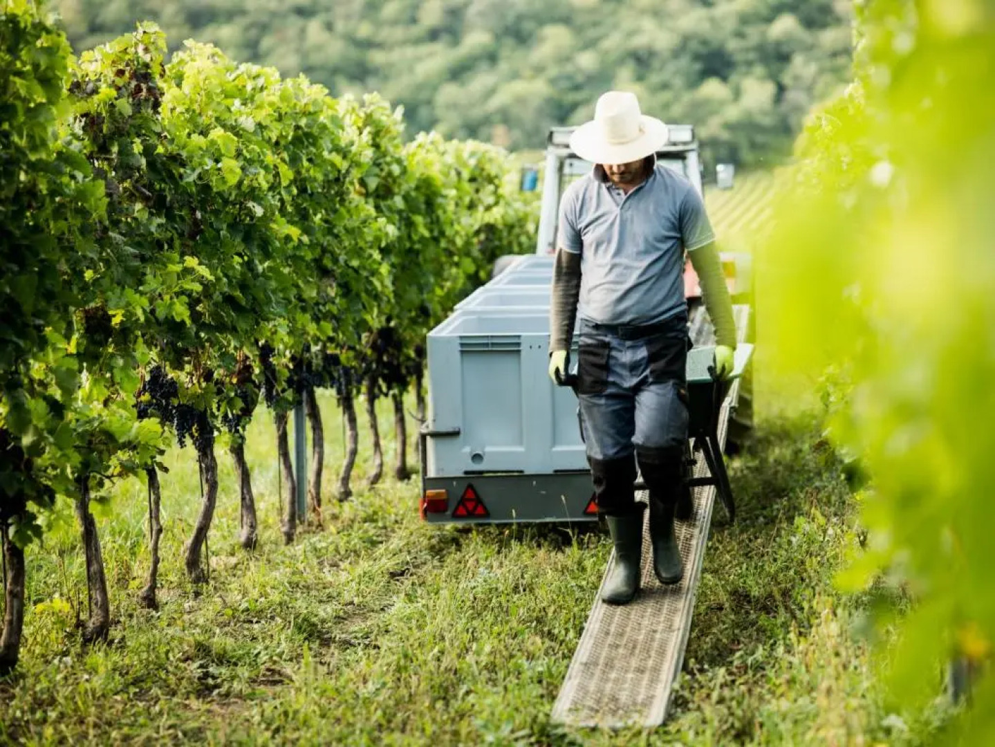 Weingut & Pension zum Seeblick Familie Sattler
