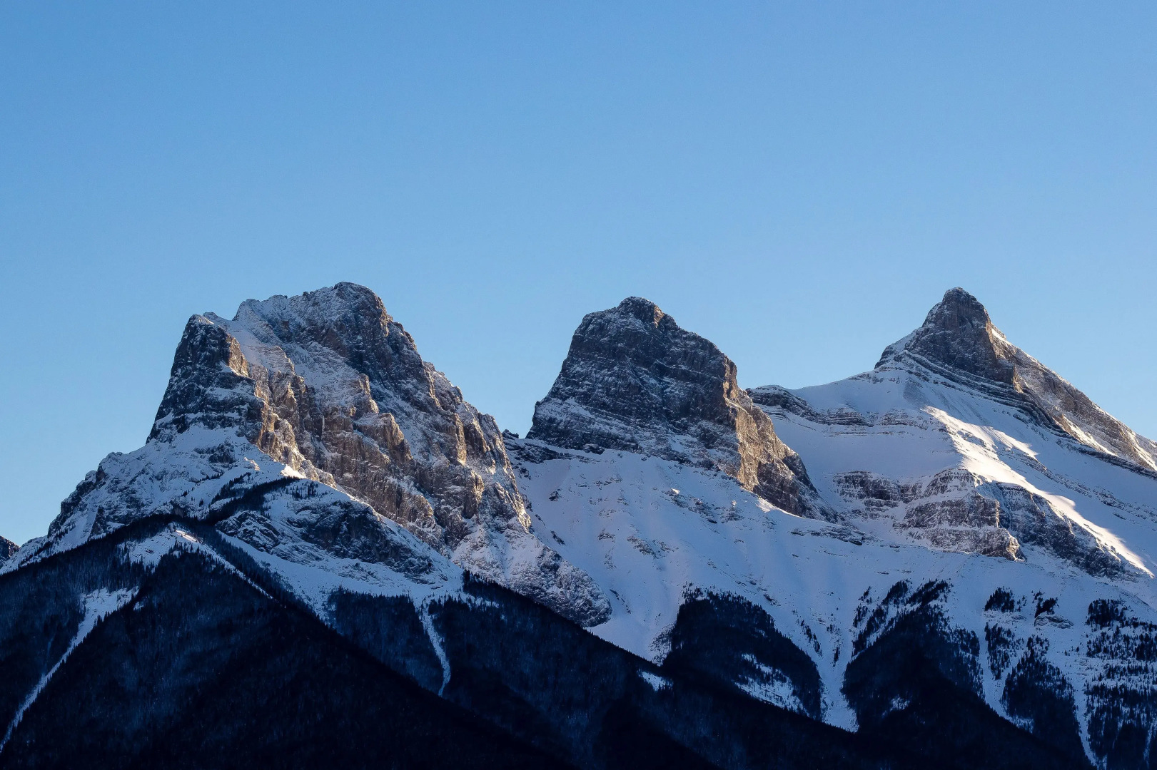 A Bear and Bison Inn