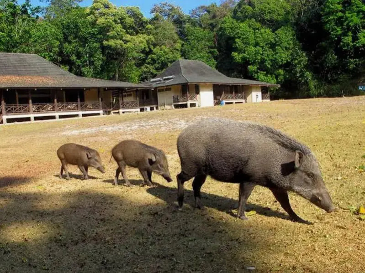 Peucang Island Eco Resort
