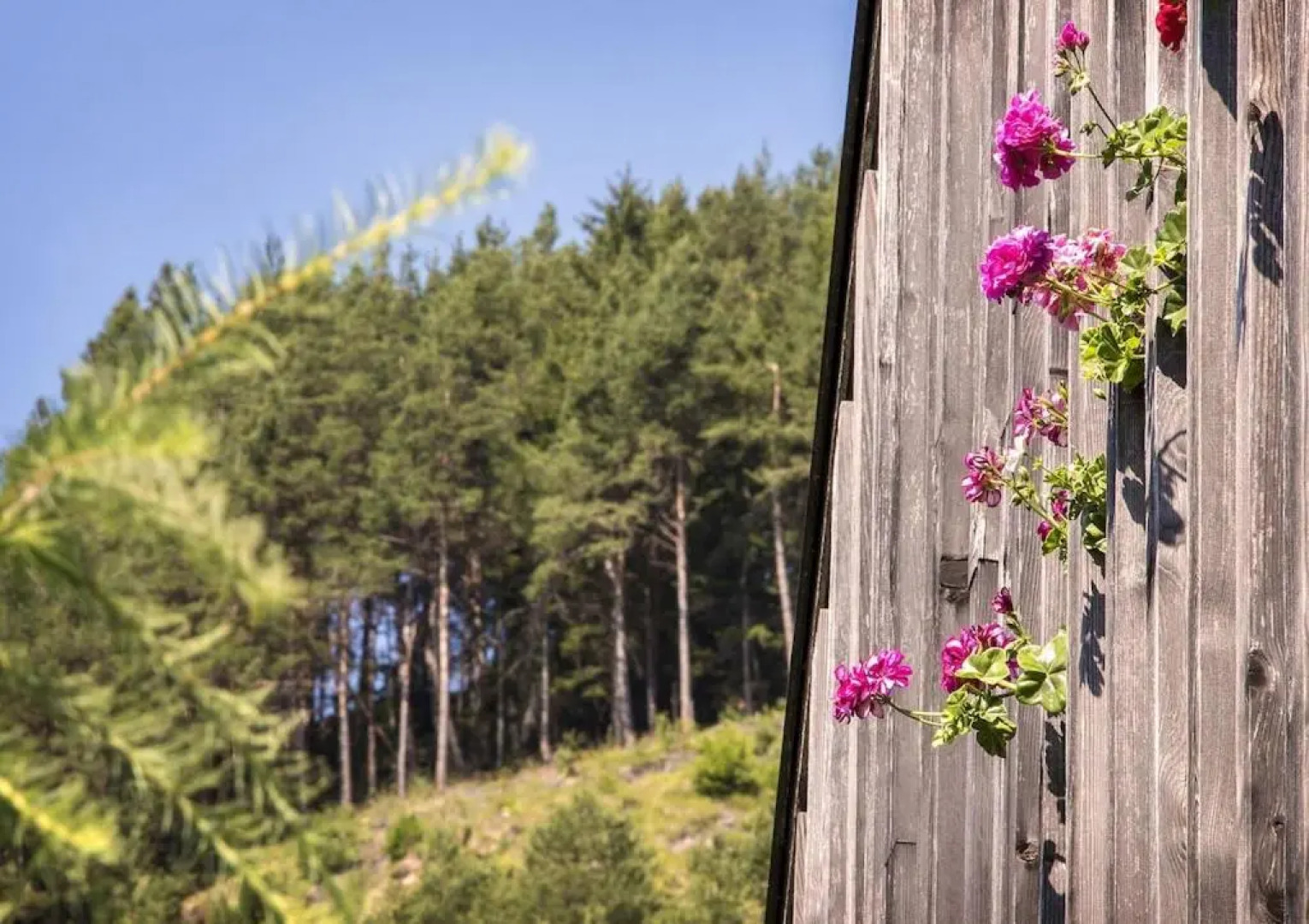 Artemisia Il Silenzio delle Dolomiti