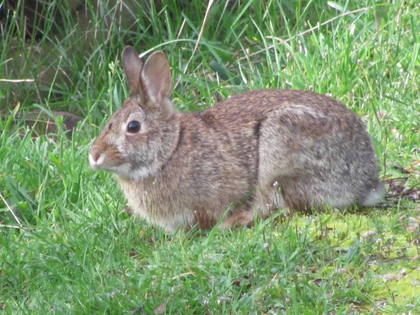 Wisteria Honeymoon Cottage - Suite of Angels