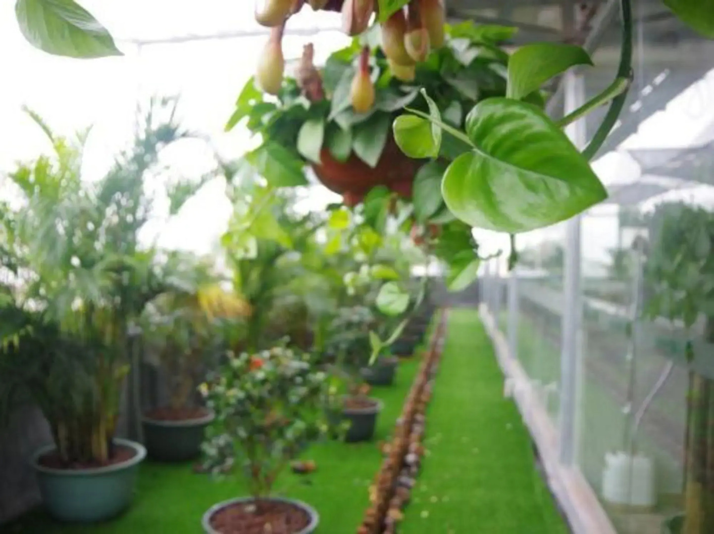 Young Trees Fashion Hotel