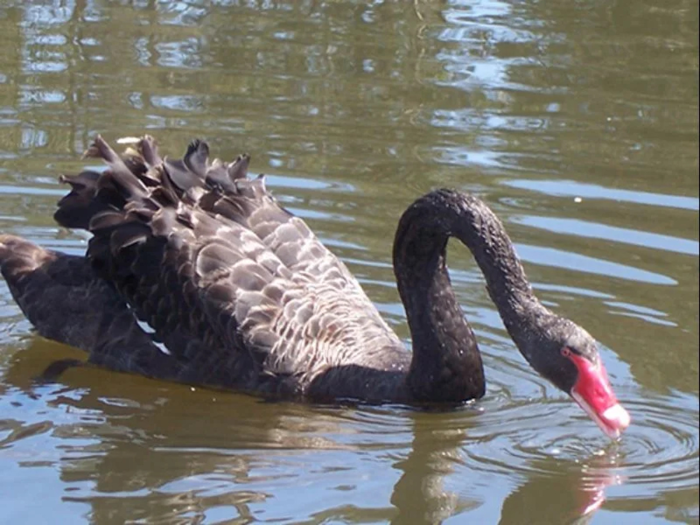 Quamby Pines B&B Accommodation