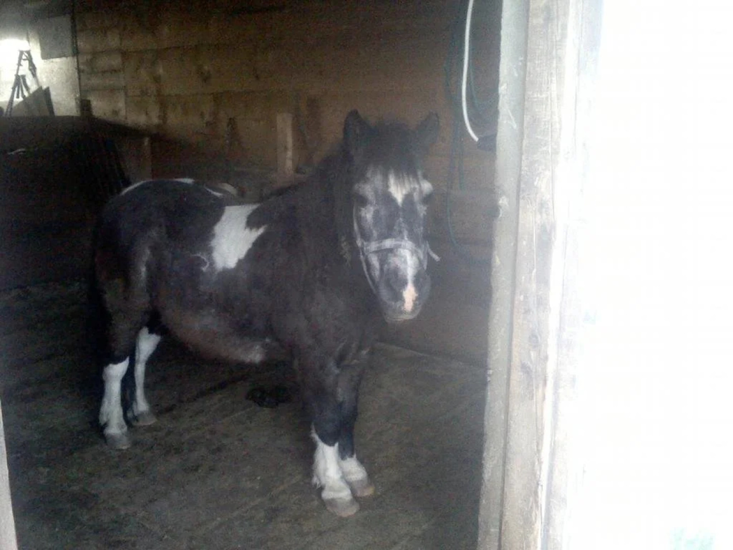 Mosenbauer Ferienwohnung Salzburg