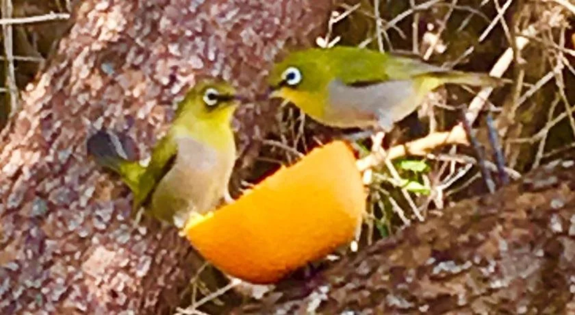 Pane Vivente Garden Cottage