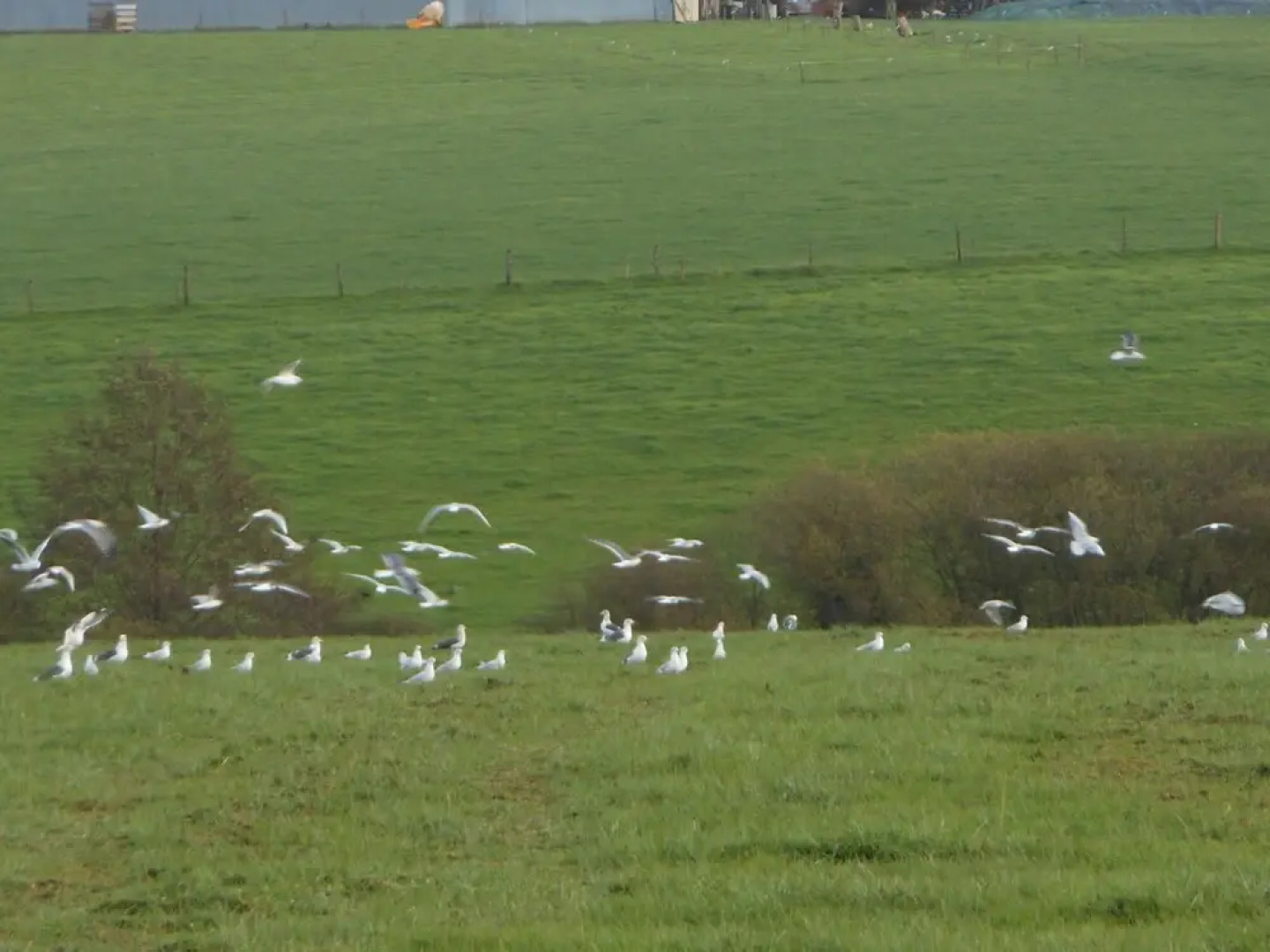 Chambre D'hôtes La Basse Gougeonnière