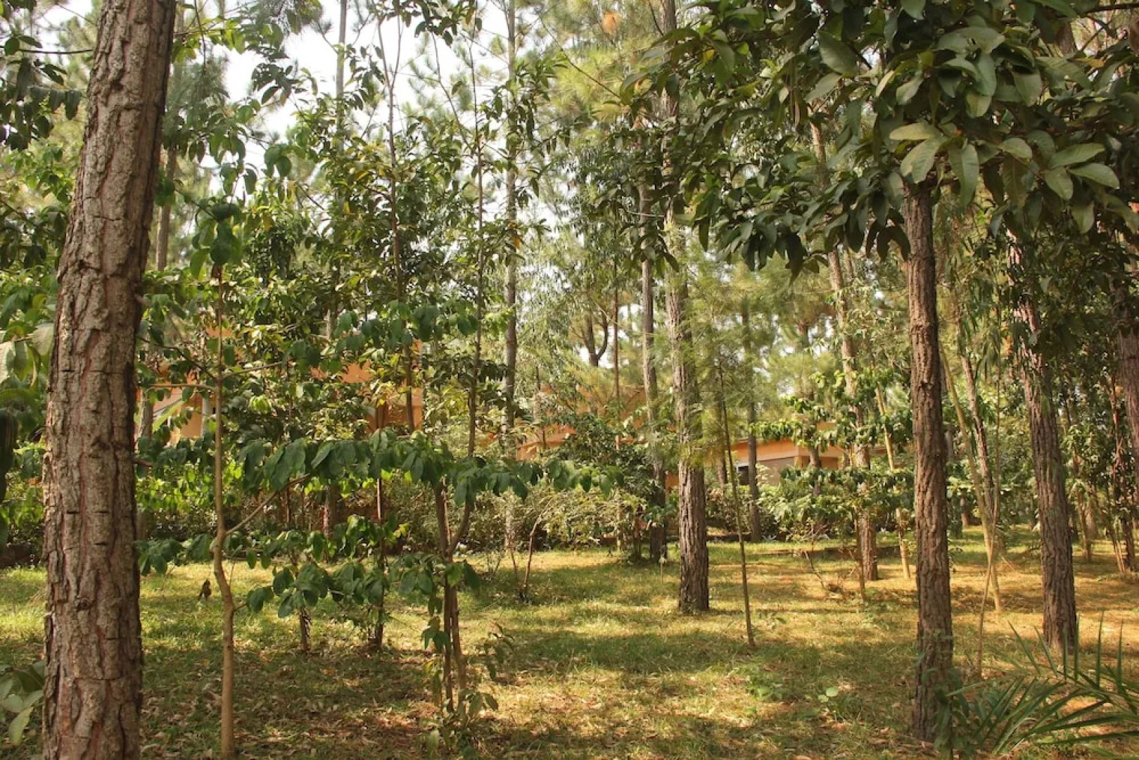 Saltek Forest cottages