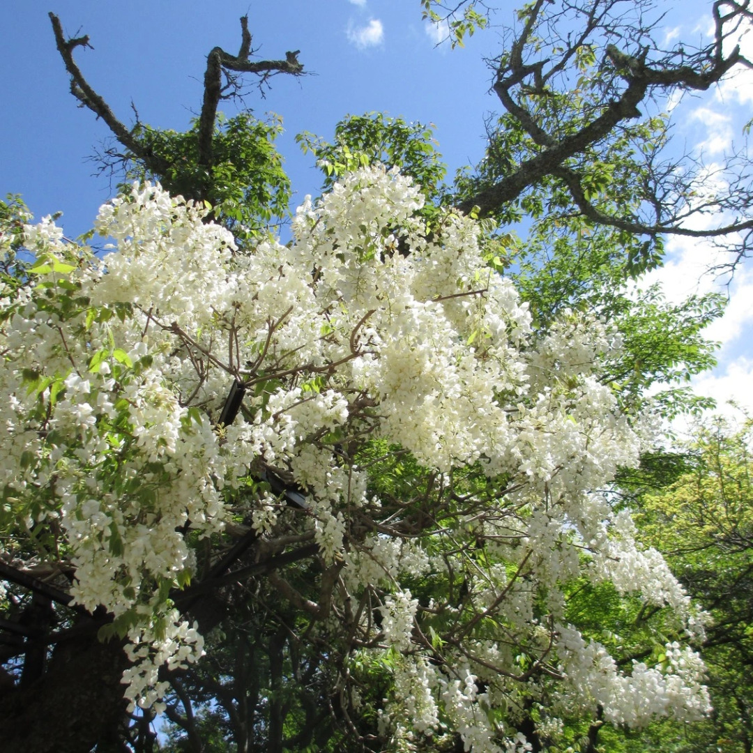 Uguisudani Onsen Takenoha