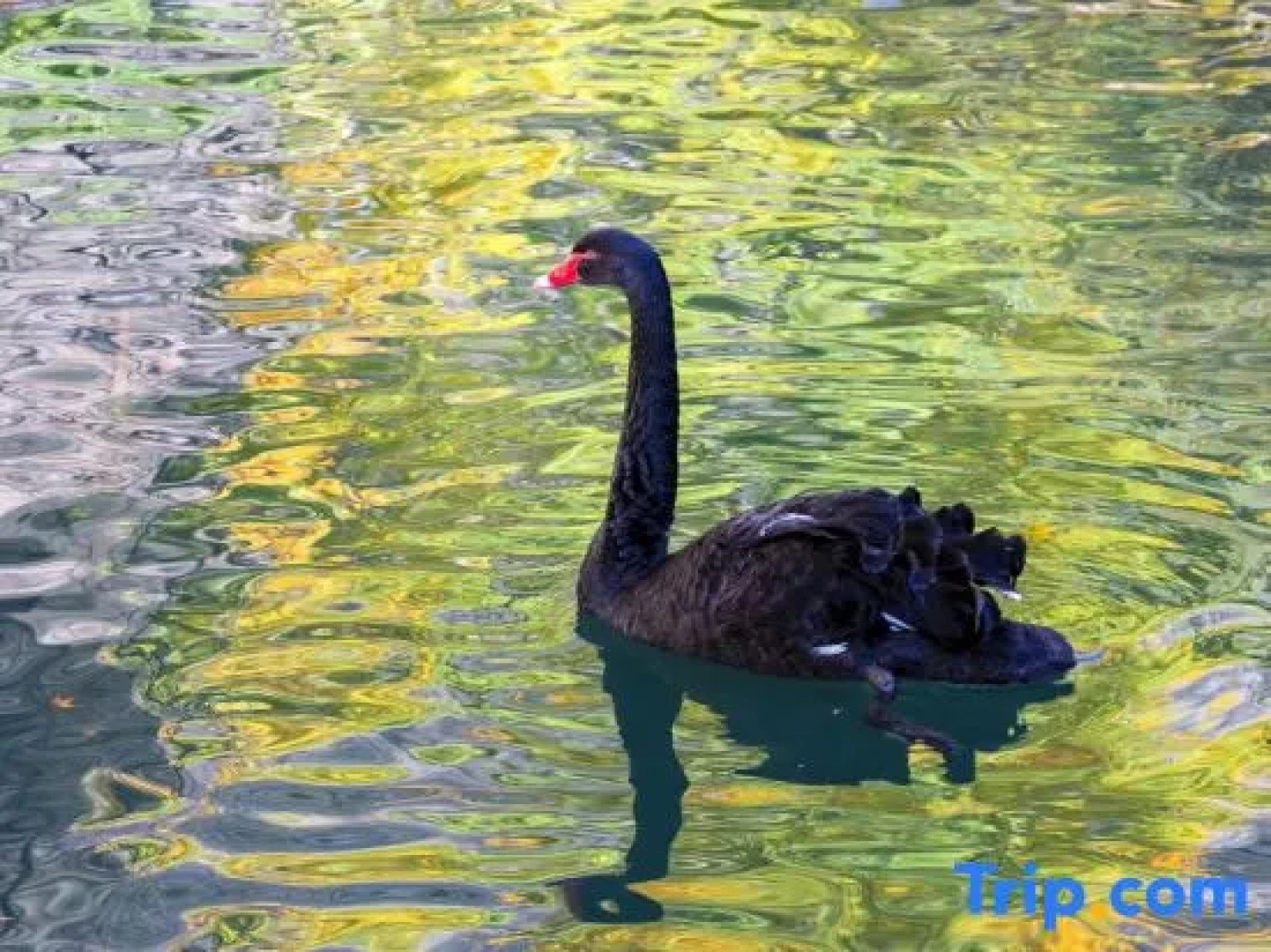 Jiuzhaigou Forest and Water, Light Luxury and Beautiful Accommodation