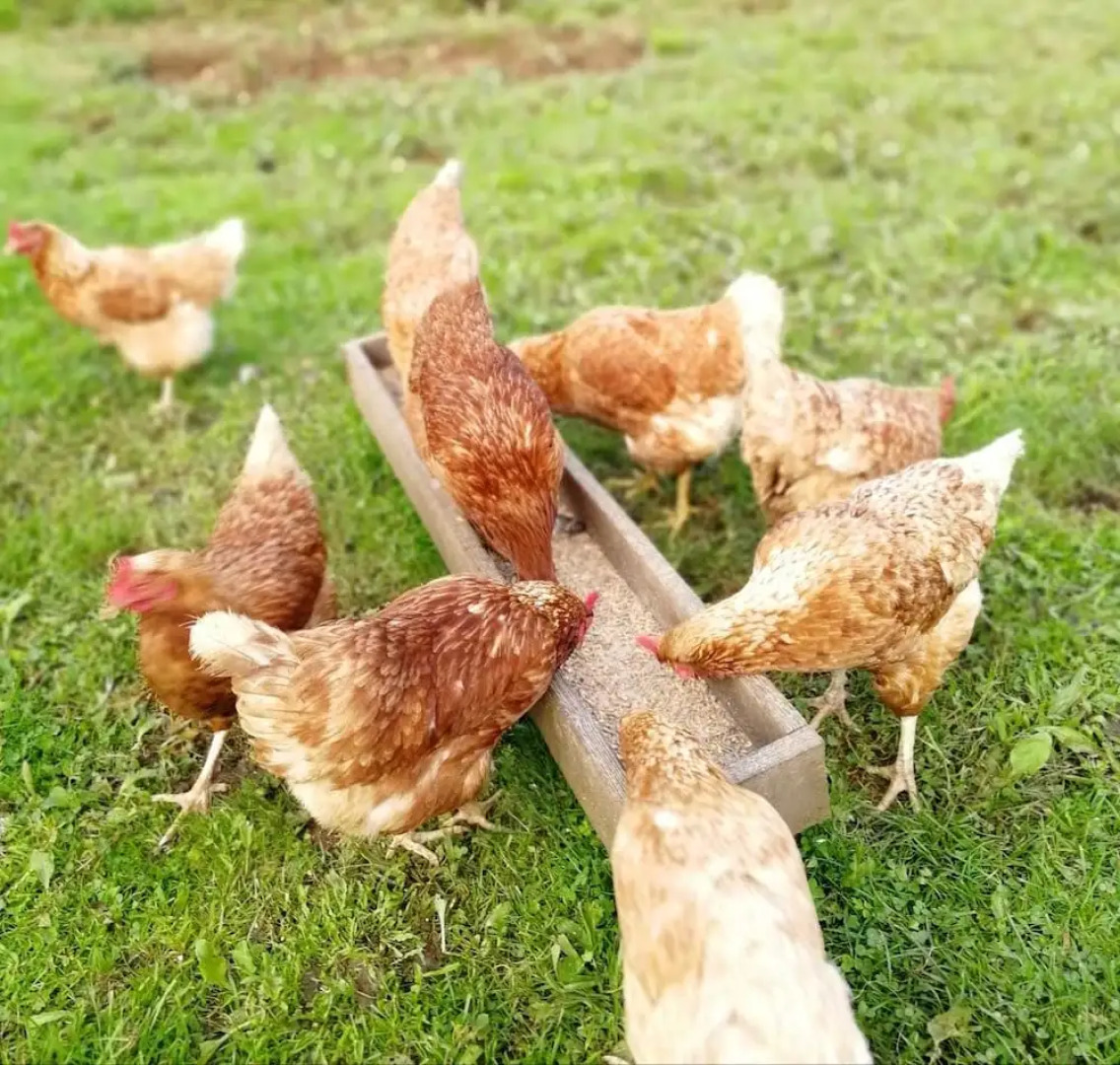 Higher Culloden Farm