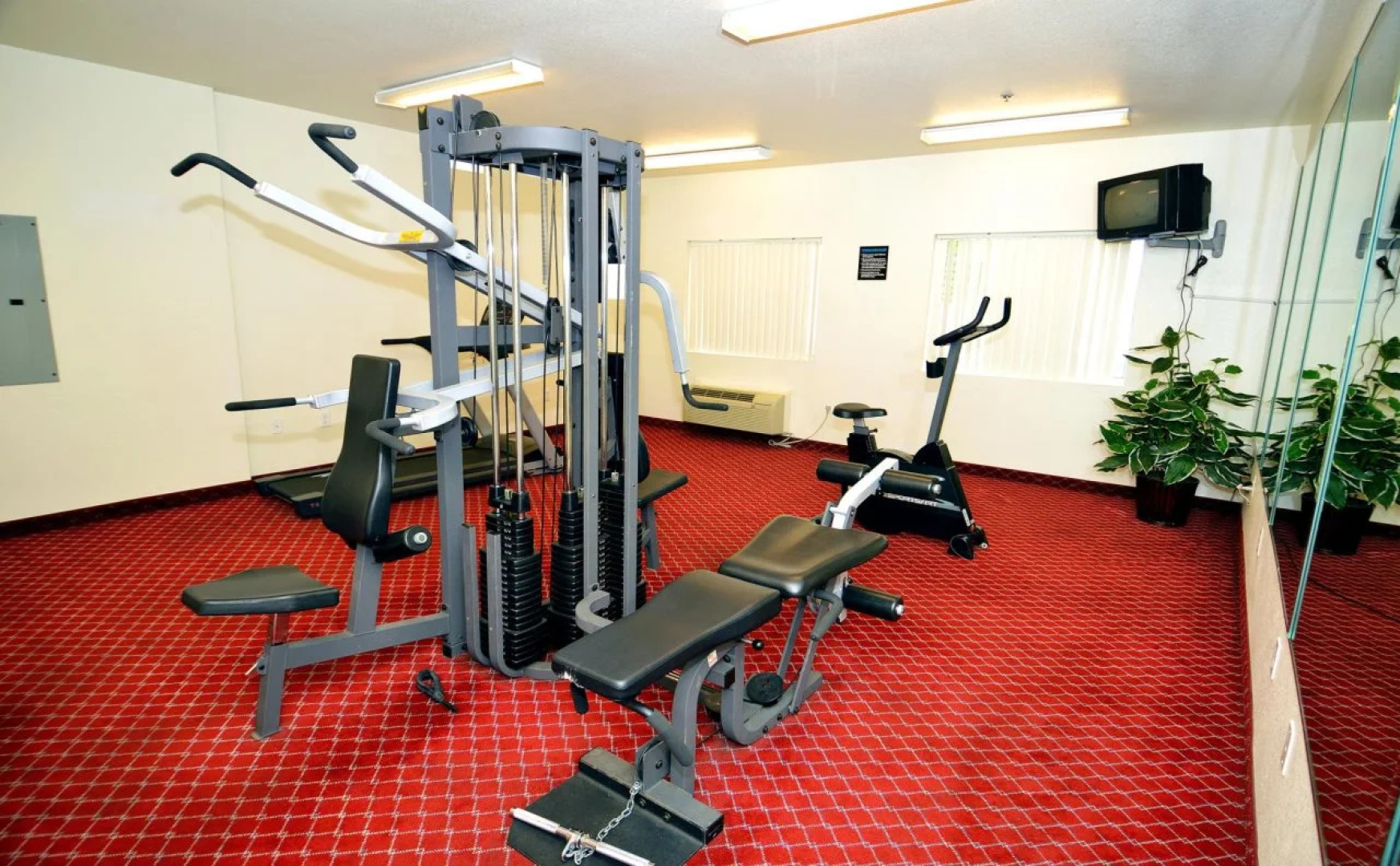 Siegel Select Flamingo