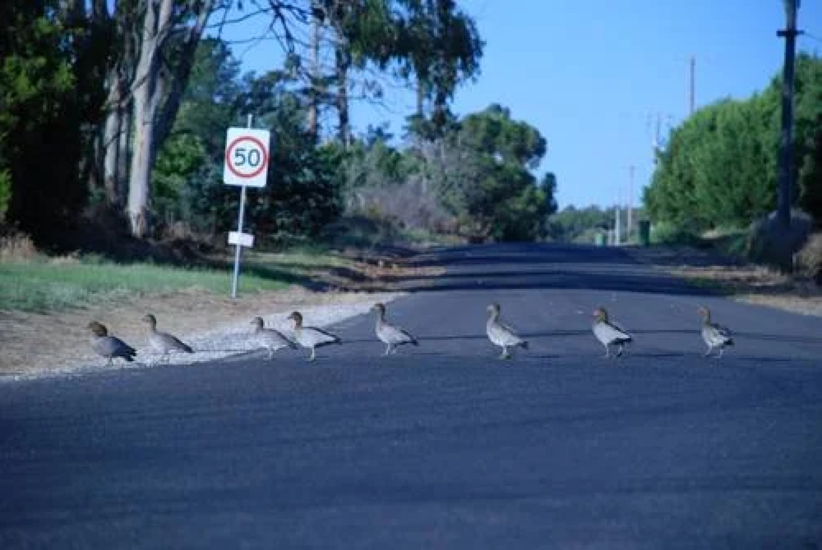 Country Charm Swiss Cottages