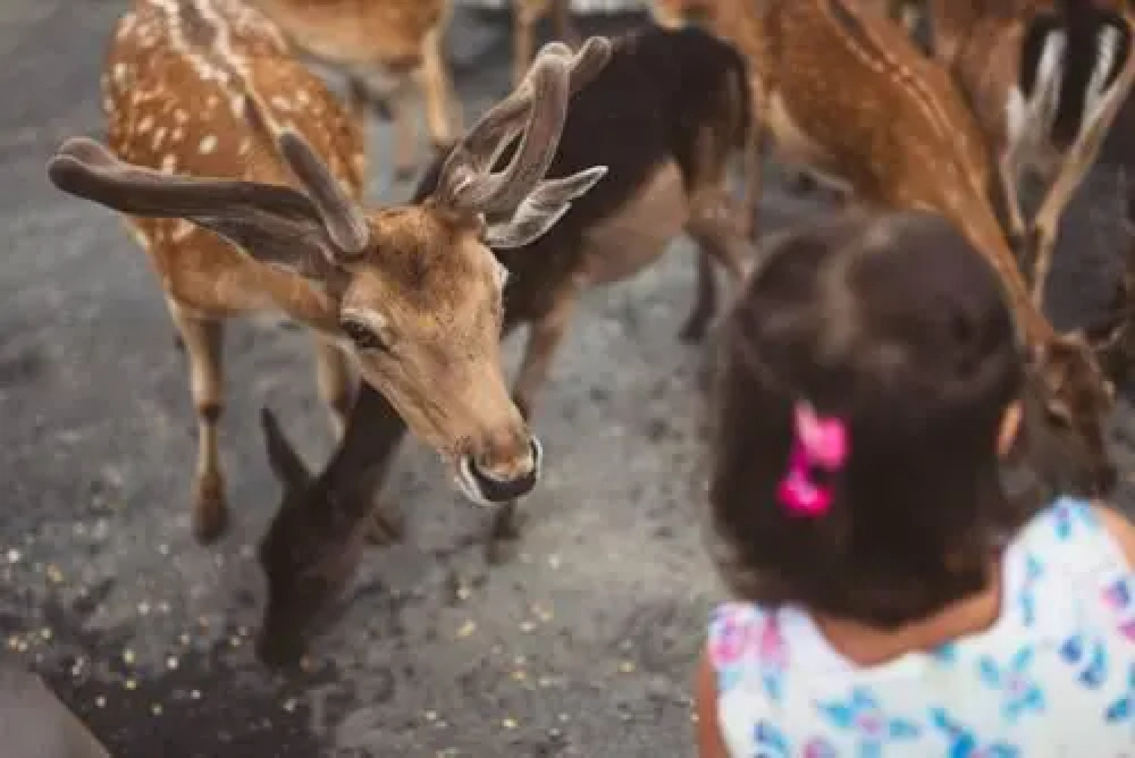 Penzion Pod Grebenom