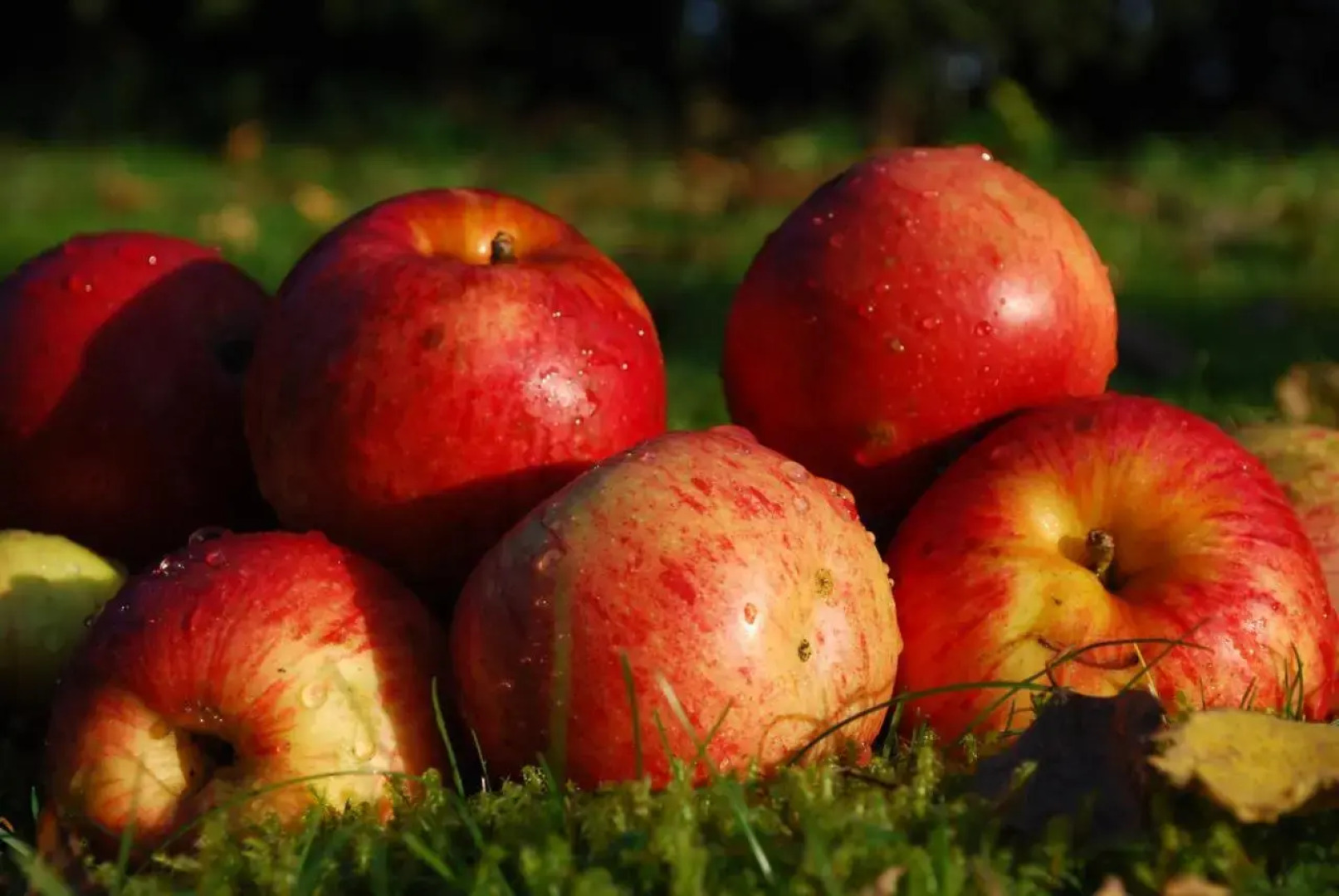 Farm Stay Rotovnik - Plesnik