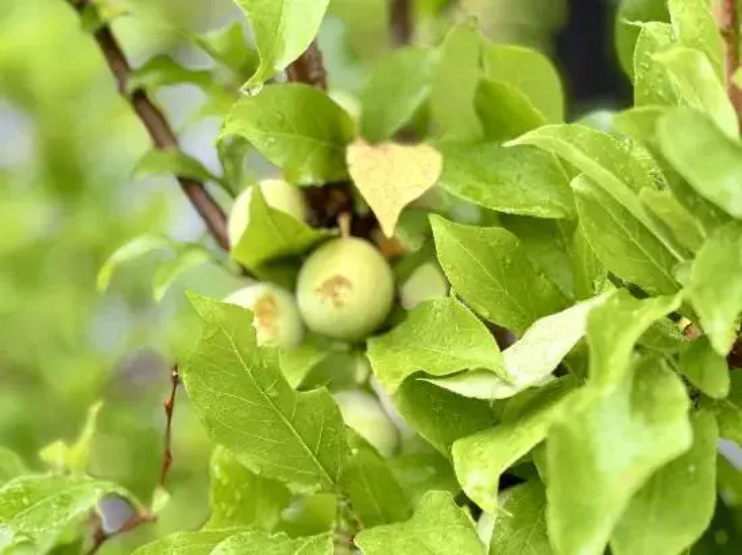 Tianxi Courtyard Hotel