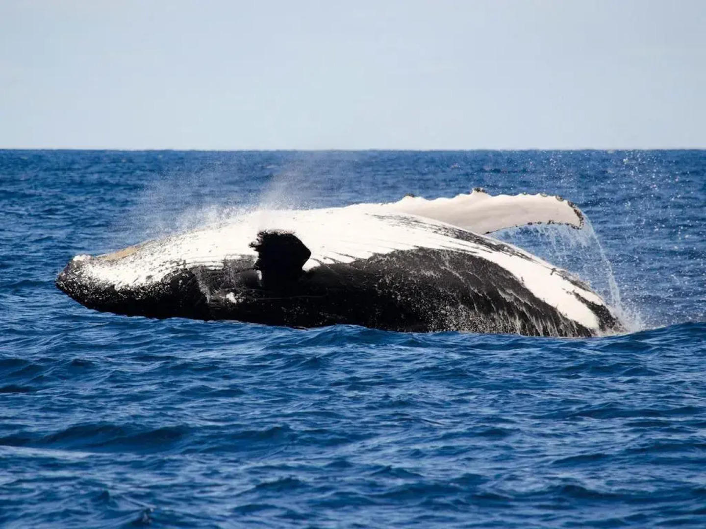 Cable Beachside Villas