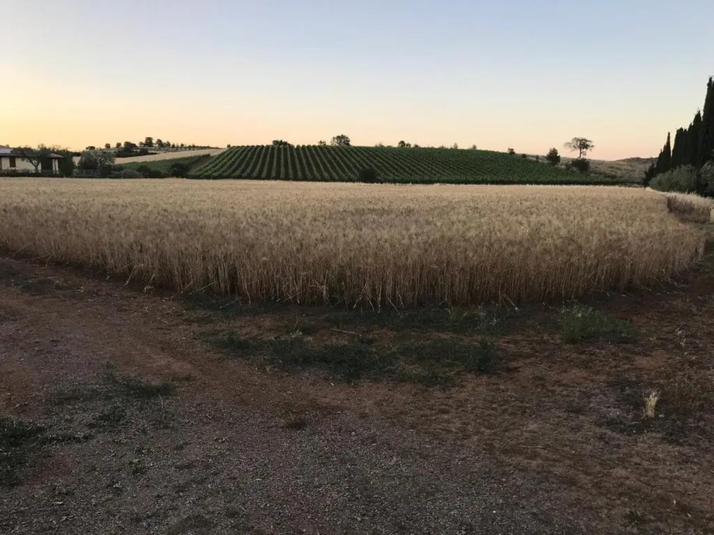 Il Casale Degli Olivi