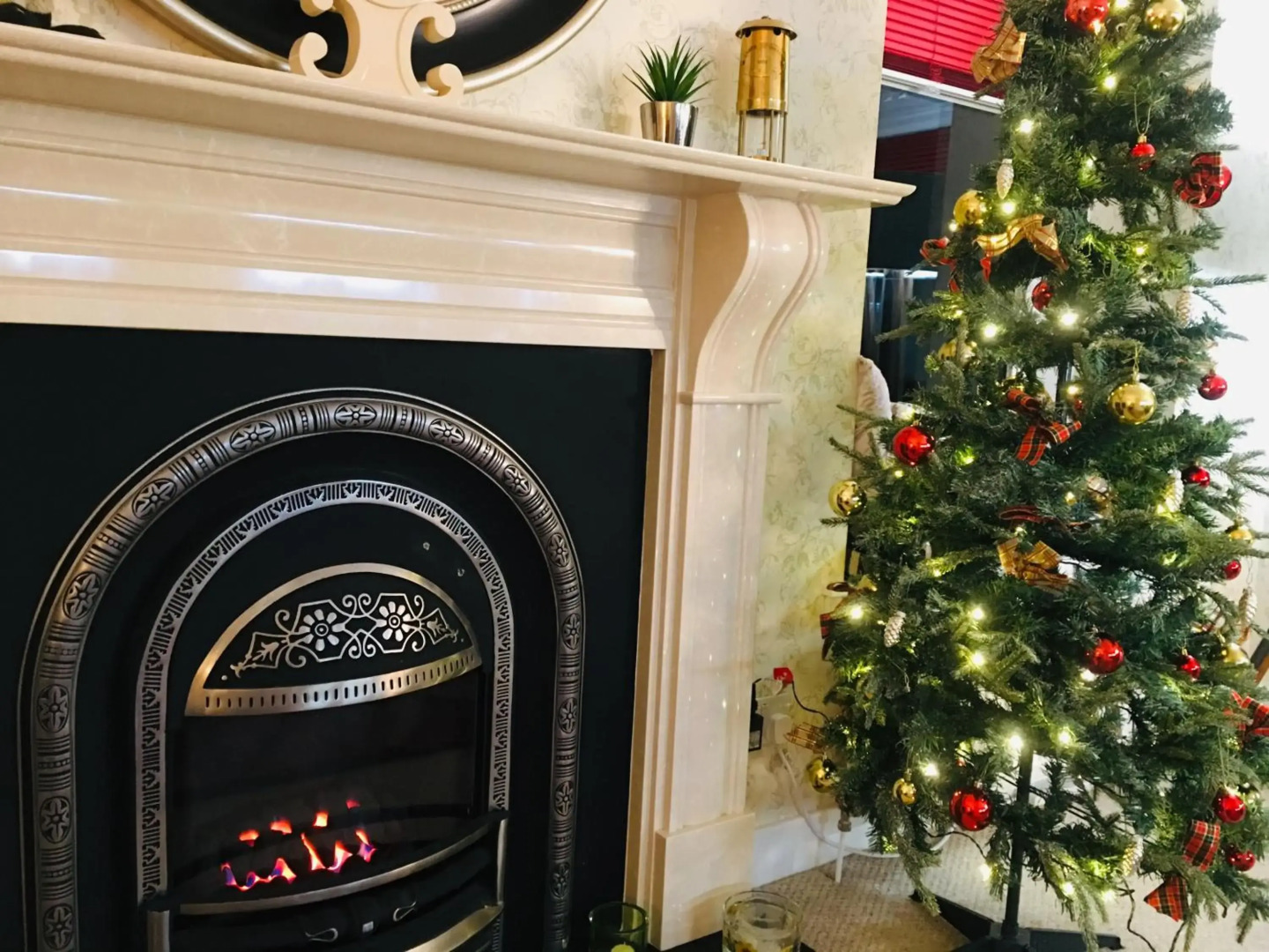 The Little Beech Tree