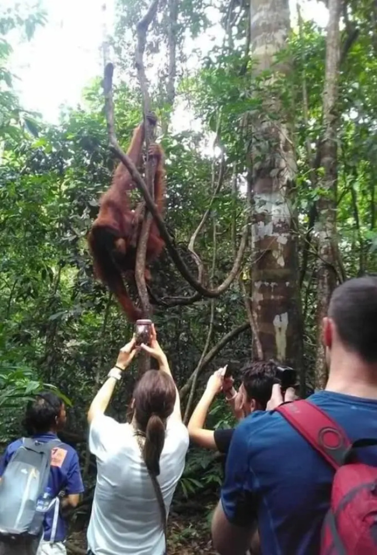 Green Forest Tangkahan