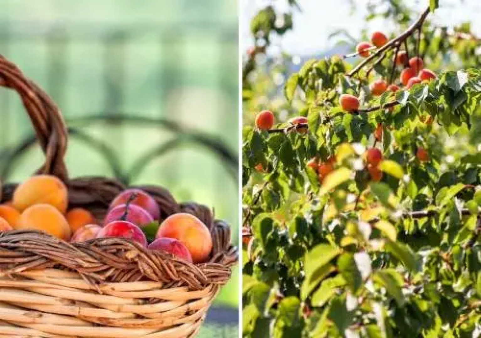 Le Rocche Agriturismo