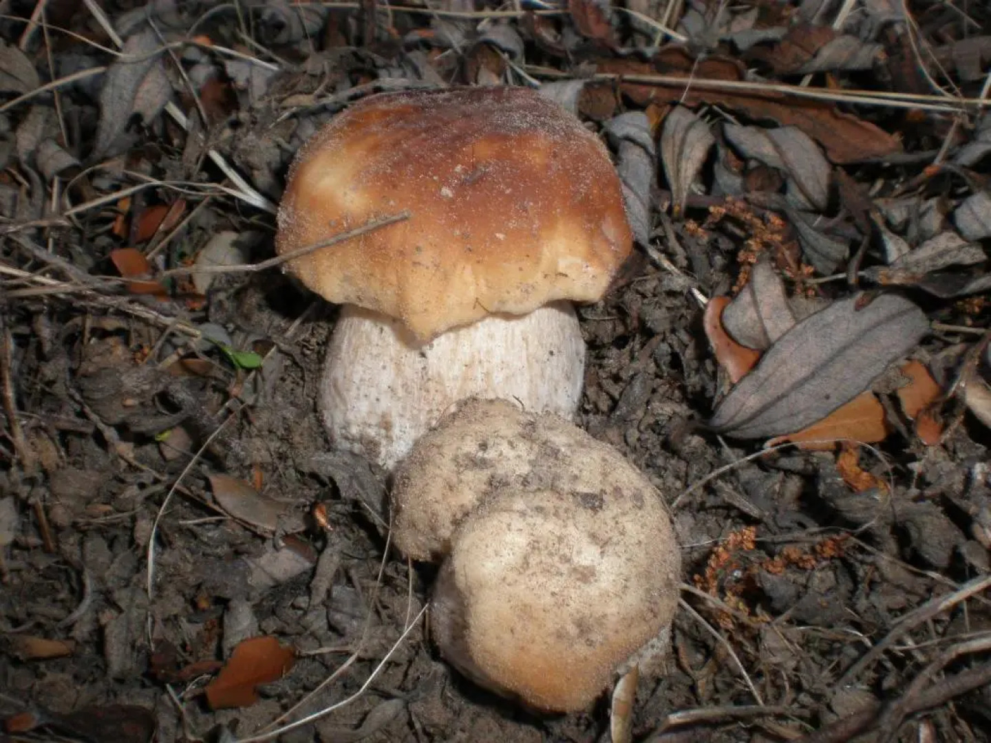 Casa Rural de Miguel