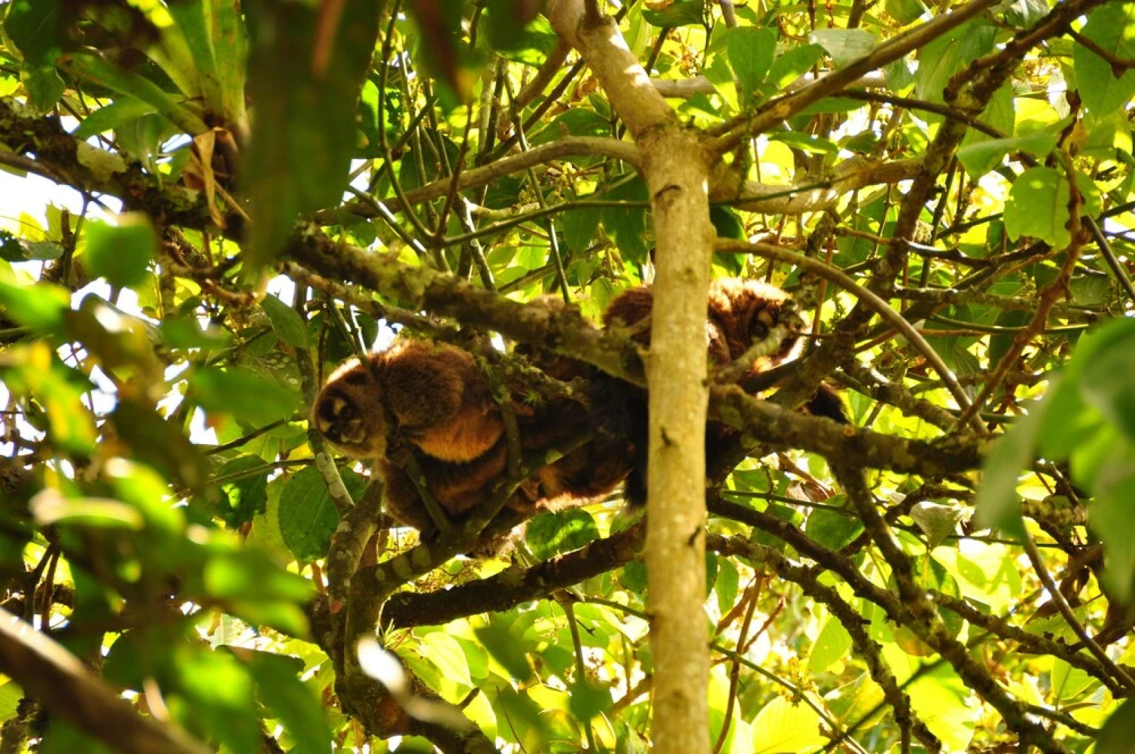 Kopal Cabins and Pizzeria