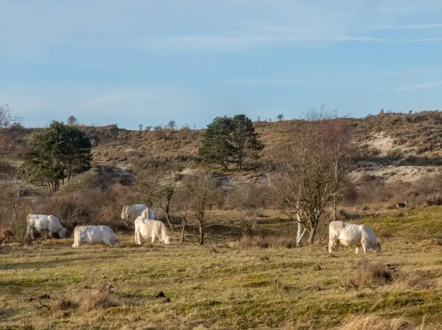 Villa in Burgh-haamstede With Garden