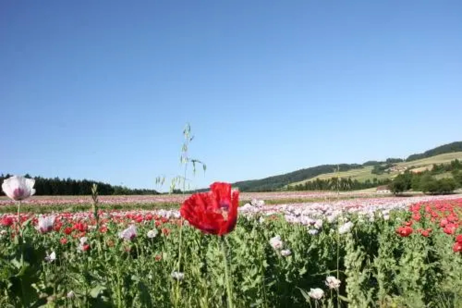 Mohnhotel - Bergwirt Schrammel