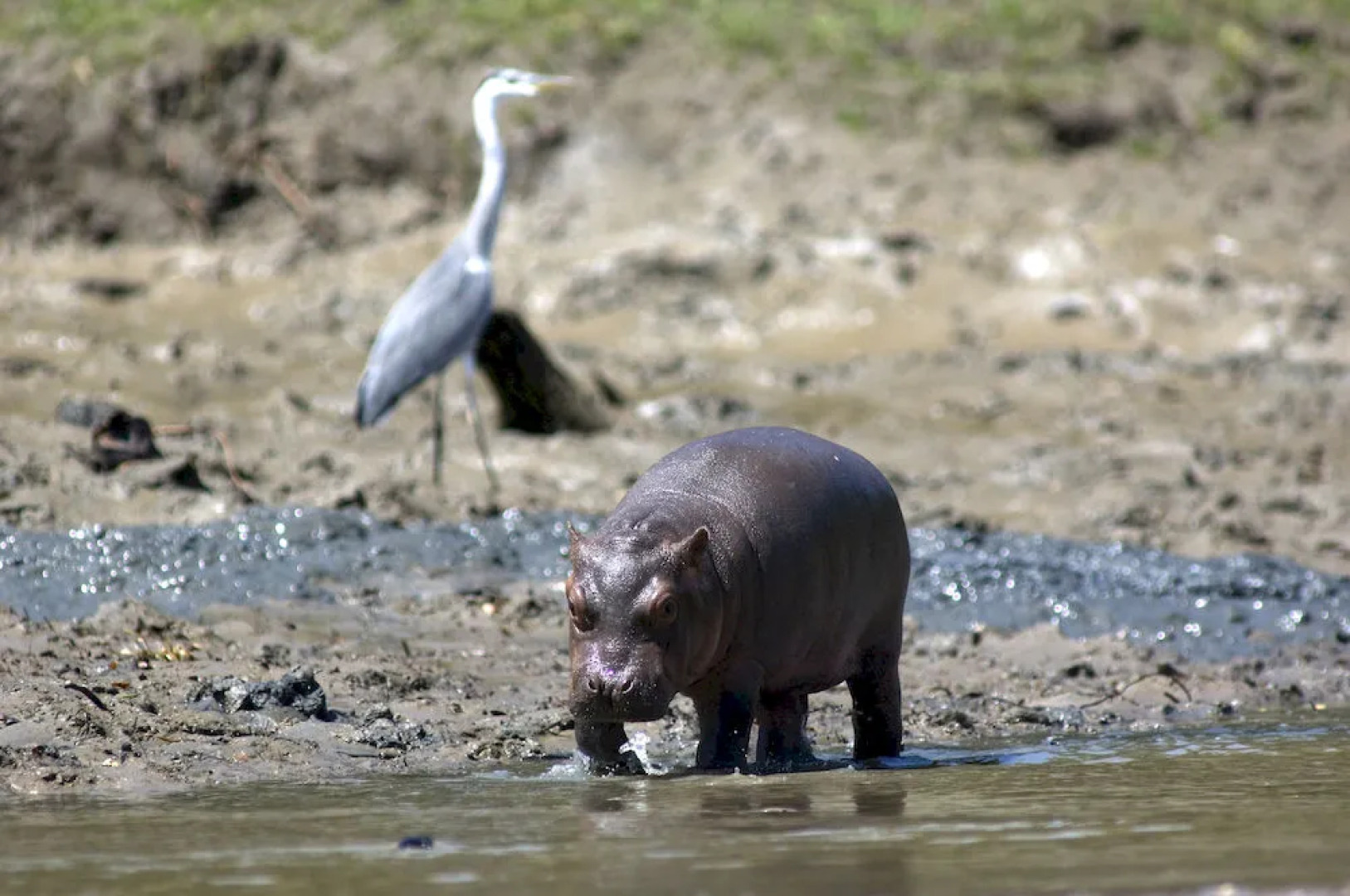 Sanctuary Saadani River Lodge