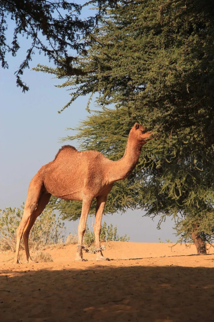 Registan Desert Safari Camps