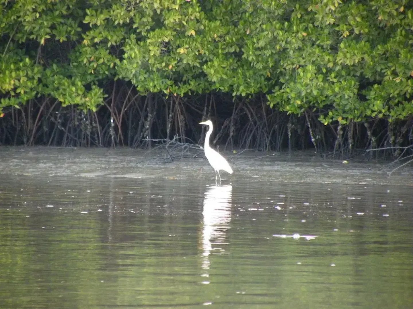 Kounakito - Meaning 'welcome'