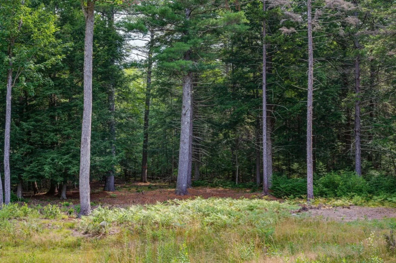 Pet-friendly Conway Cabin ~ 5 to Campton Mountain!