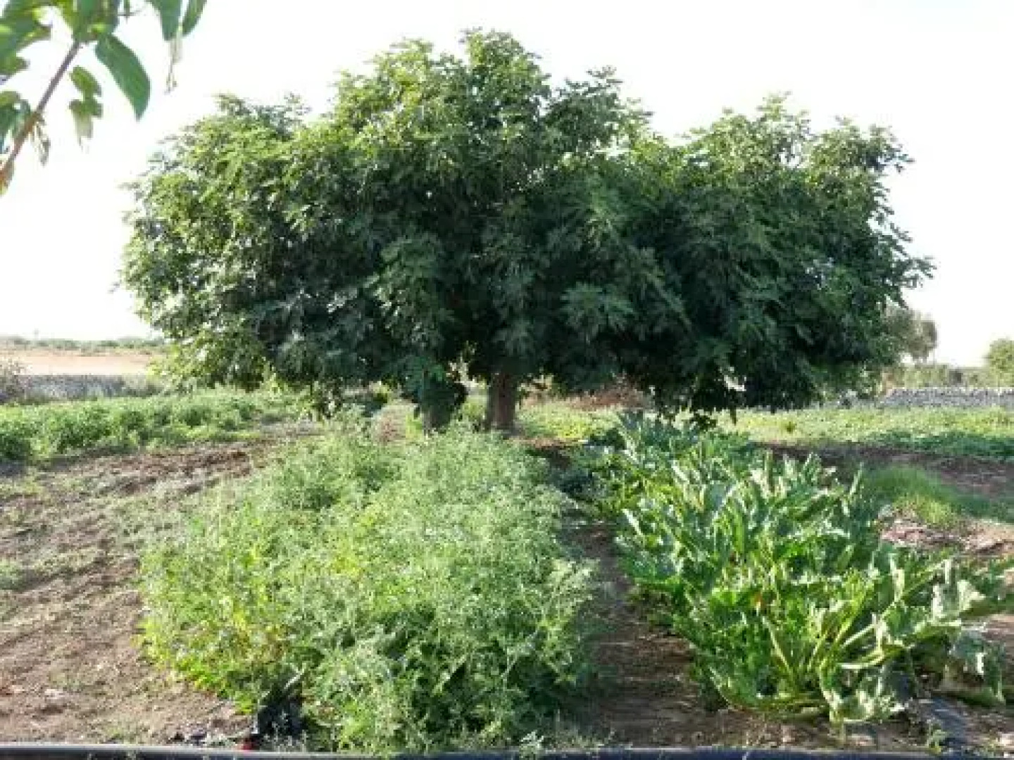 Masseria San Vito - Agriturismo