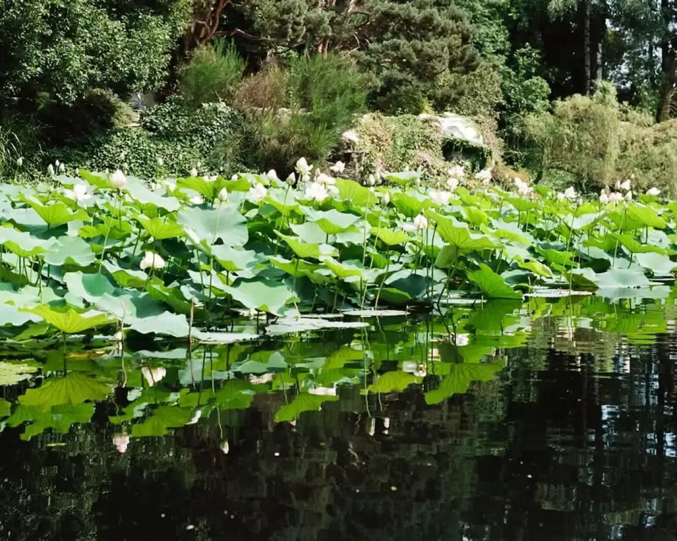 Charming 1BR Suite in Revislate