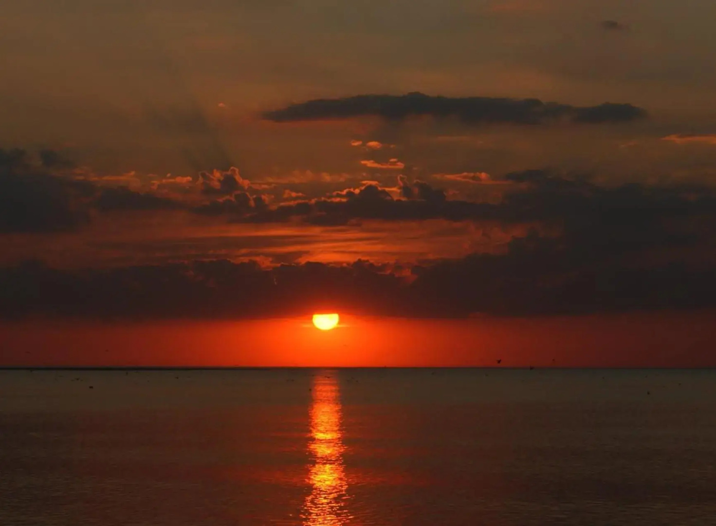 De Tureluur Bruinisse